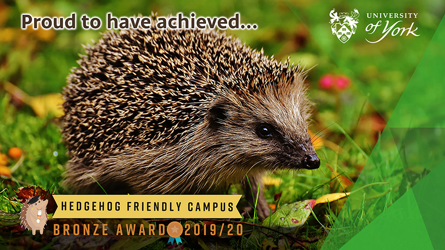 Hedgehog friendly campus bronze award
